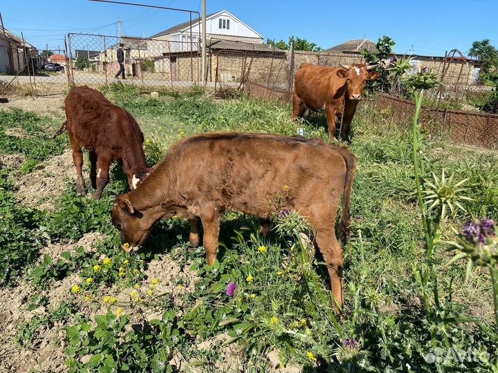 Корова с телятами бычки