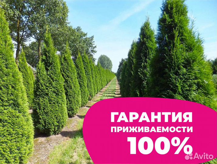 Туя брабант оптом