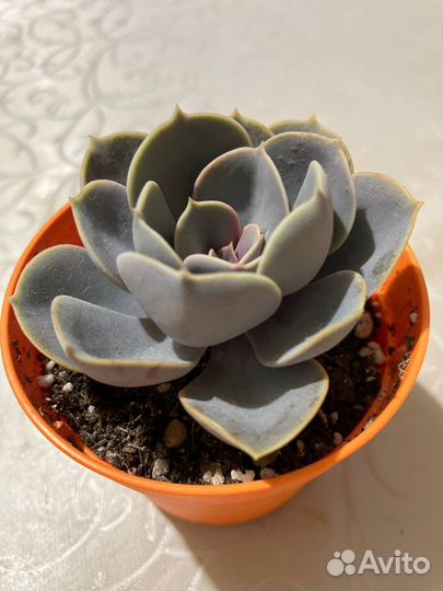 Эхеверия жемчужина нюнберга