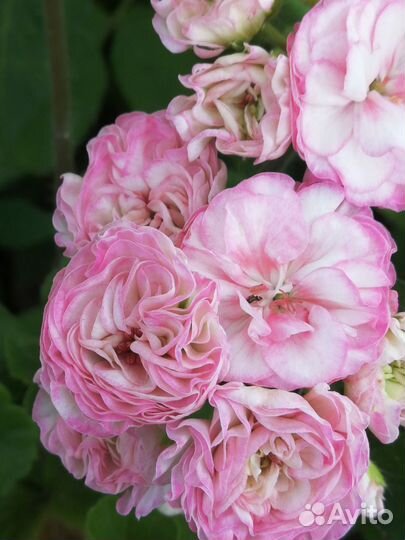 Пеларгония герань сортовая