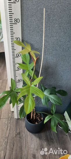 Филодендрон Флорида бьюти альба