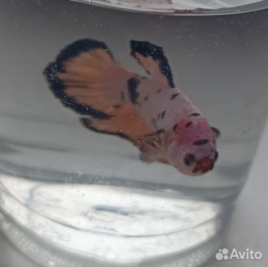 Рыбка петушок самка