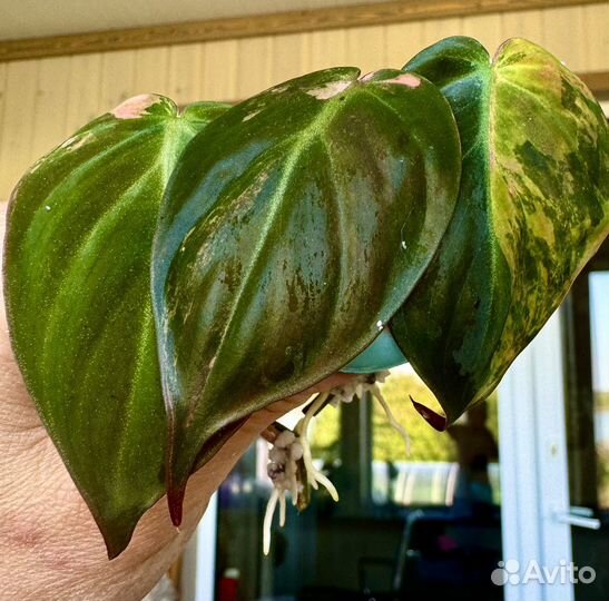 Филодендрон Микас мультиколор