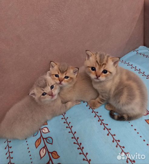 Шотландские котята