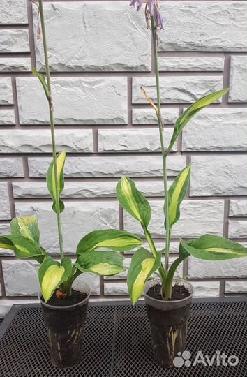 Хосты сортовые