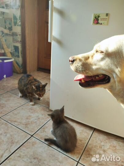 Кот Дворянин Лев