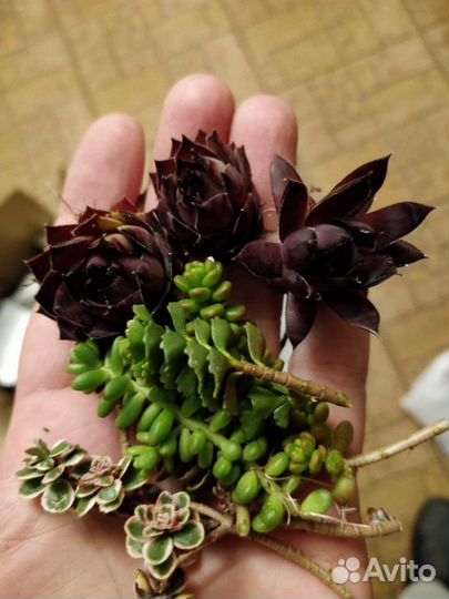 Суккуленты комнатные. Излишки