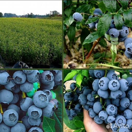 Голубика Дюк саженцы с доставкой