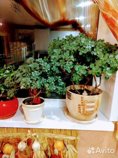 Аихризон, дерево любви и благополучия