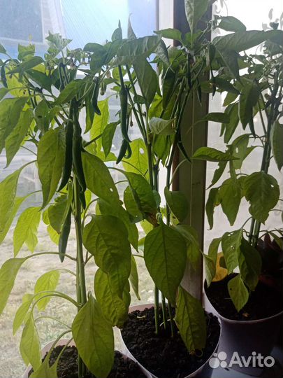 Перец острый свежий