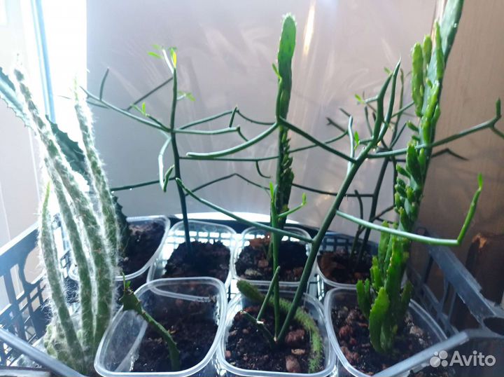 Эуфорбия тирукалли