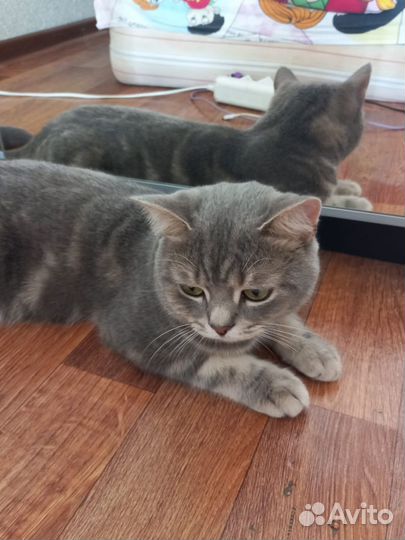 Отдам в добрые руки