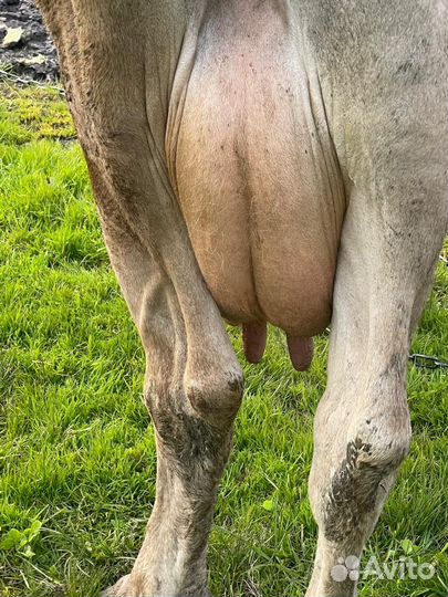 Корова дойна молочная