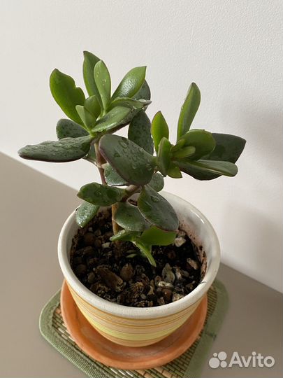 Крассула толстянка