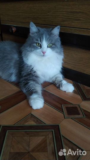 Пушистая нежность