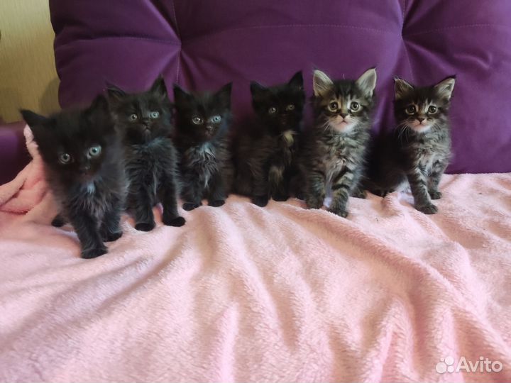 Котята мейн-кун