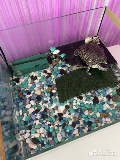 Черепаха с аквариумом и фильтром