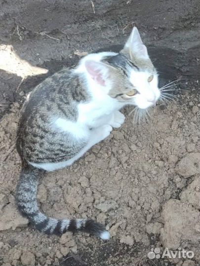 Котенок в добрые руки