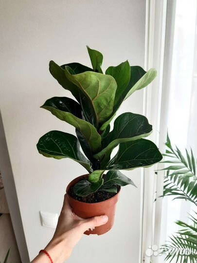 Фикус Лирата бамбино