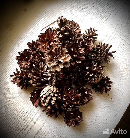 Шишки сосновые