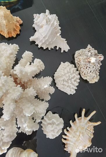 Набор морских ракушек кораллы