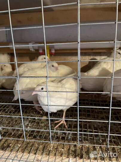 Перепела техасцы