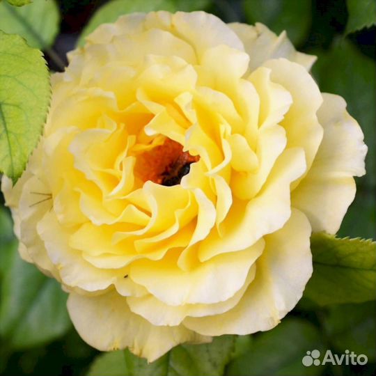 Саженцы роз Фрезия