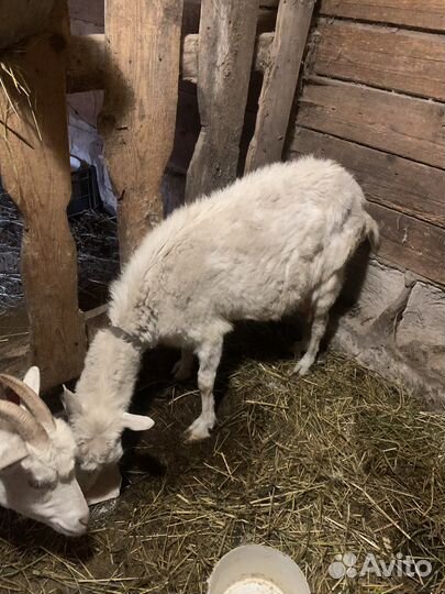 Коза дойная