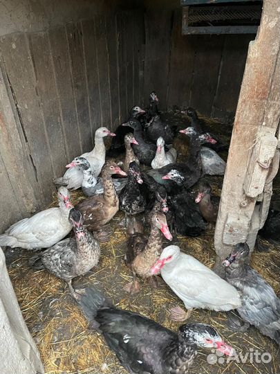 Молодые петухи,молодые мускусные утки