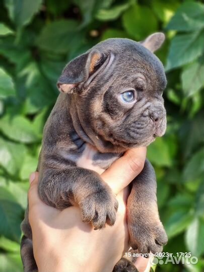 Французский бульдог