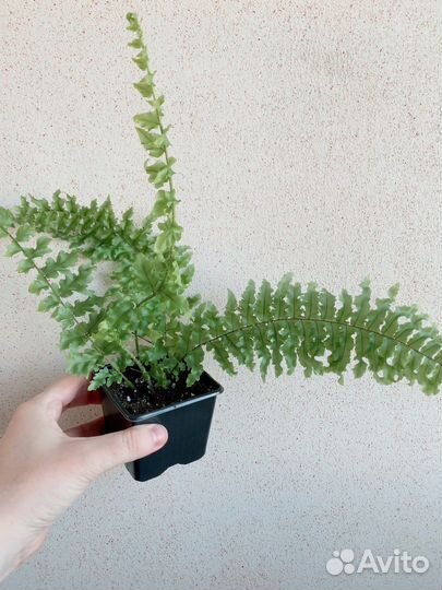 Нефролепис Дассада кудрявый