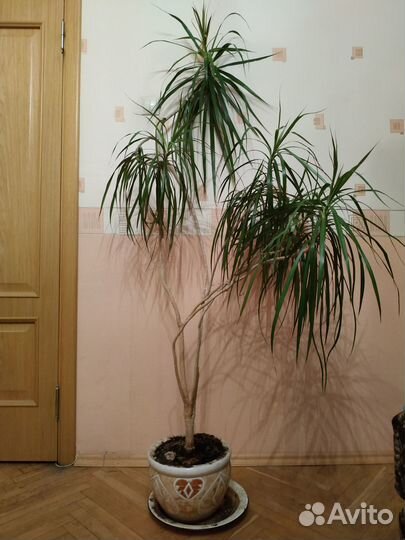 Пальма драцена 2 метра