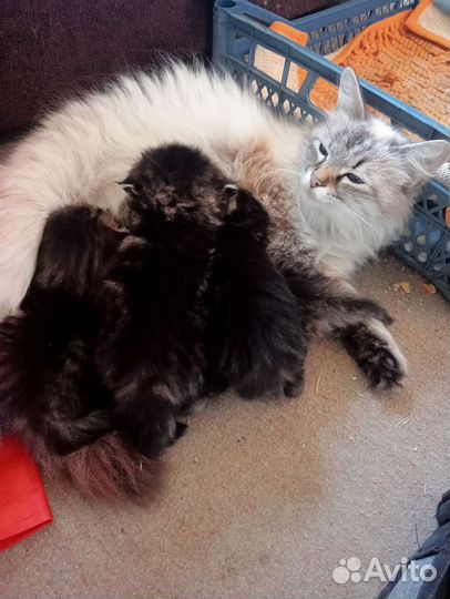 Котята в добрые руки