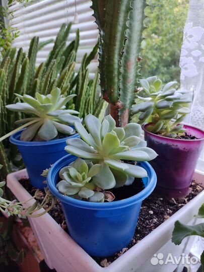 Комнатные растения цветы эхеверия