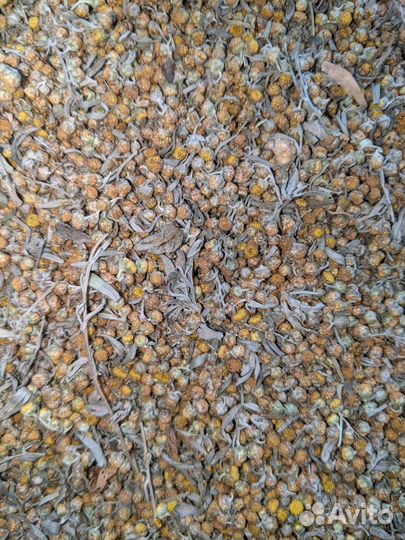 Семена полыни горькой