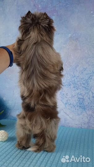 Эксклюзивная девочка Шокомерле с голубым глазиком