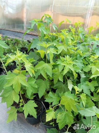 Продажа саженцев