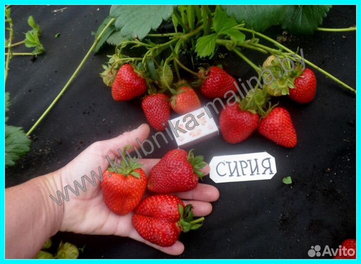 Саженцы клубники