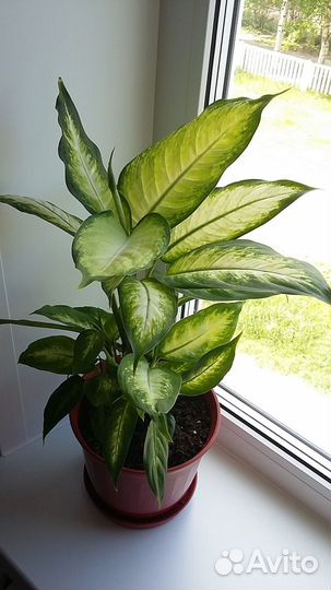 Диффенбахия Камилла