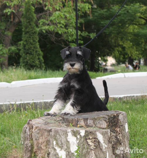 Щенки цвергшнауцера черный с серебром