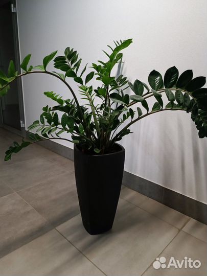 Замиокулькас