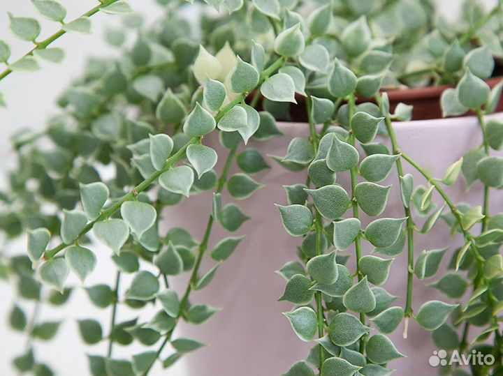 Дисхидия Рускусолистная Вариегатная миллион сердец