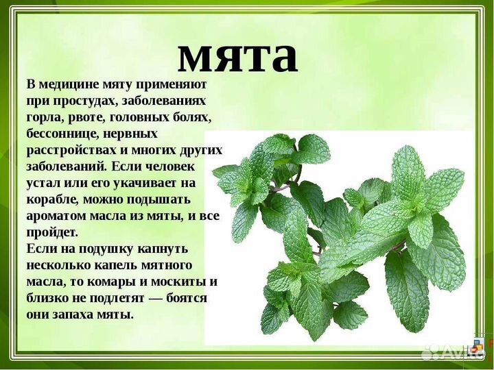 Мята
