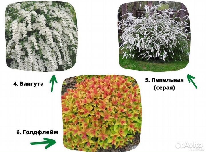 Саженцы спиреи