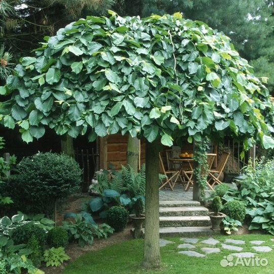 Ива Хакуро-нишики штамб 120 и 180