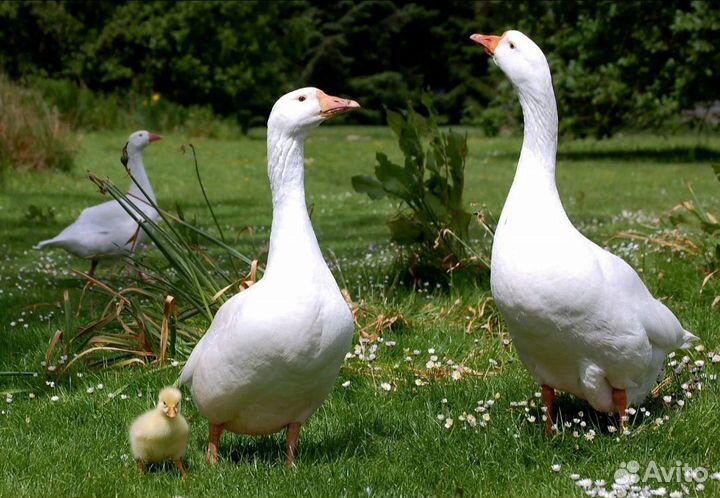 Гусиная пара