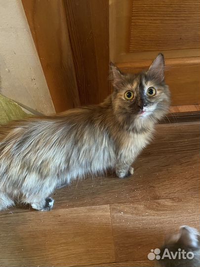 В добрые руки