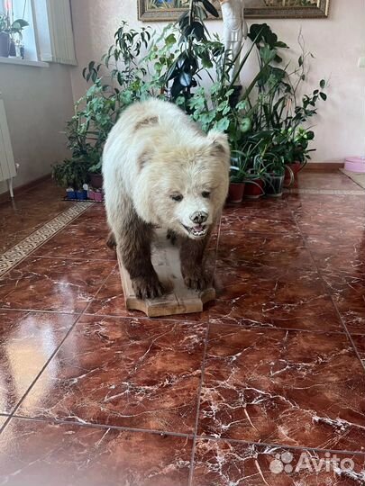 Чучело медведя имитация