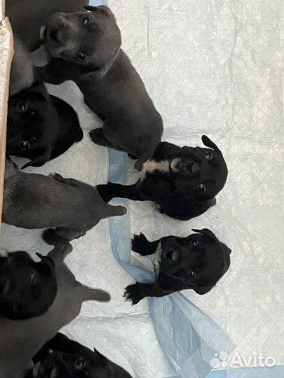 Щенки кане корсо