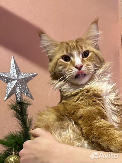 Мейн-кун вязка